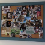 Atlantic Veterinary Care of Damariscotta