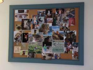 Atlantic Veterinary Care of Damariscotta