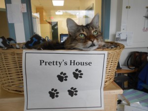 Bio 1 - Pretty